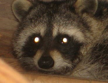 A raccoon lying in attic insulation, looking at the camera.