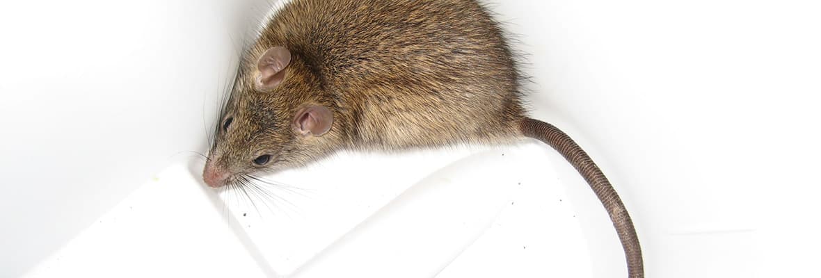 A brown house mouse on a white surface.