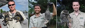 Three technicians each holding a raccoon or an opossum.